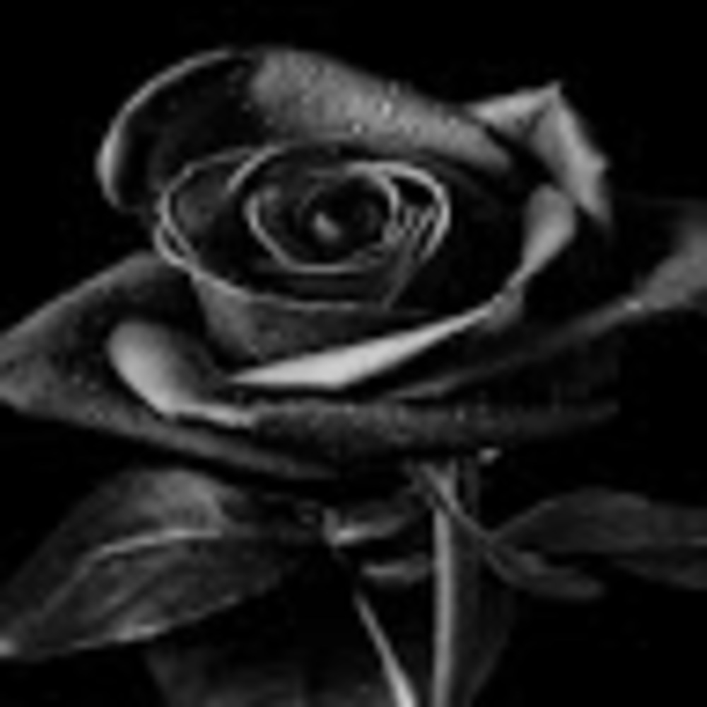 Meet your Posher, Janet navara